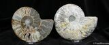 Stunningly Beautiful Inch Split Ammonite #1291-1